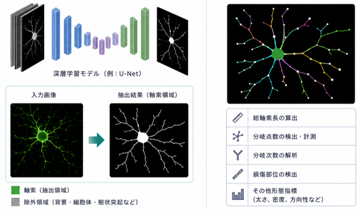 深層学習による神経細胞軸索の自動定量解析技術の開発