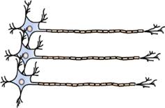 マイクロコンタクトプリンティングによる神経軸索の伸長方向制御