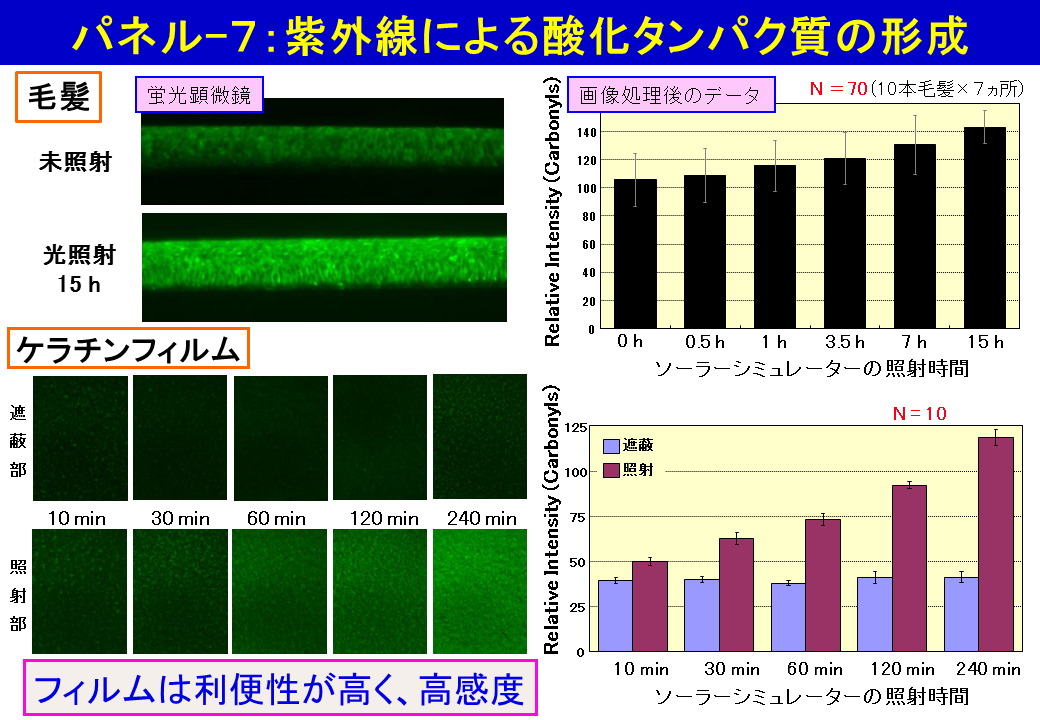 パネル-7:紫外線による酸化タンパク質の形成