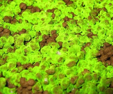 信州大学繊維学部 田口研究室