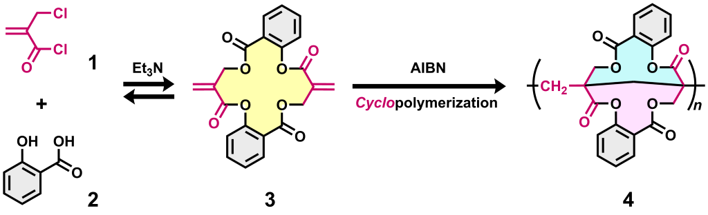 Scheme. Synthesis and annulation polymerization of cyclic acrylic dimer