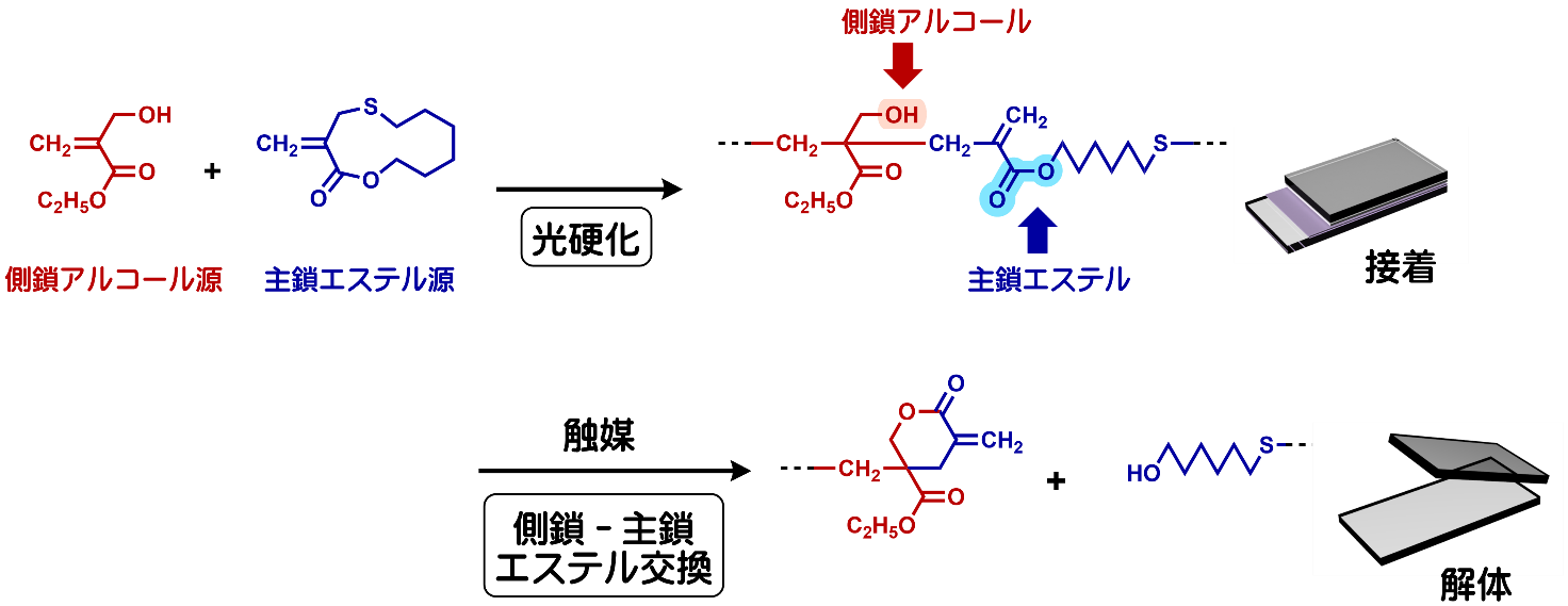 UV硬化型解体性接着剤の硬化と解体メカニズム