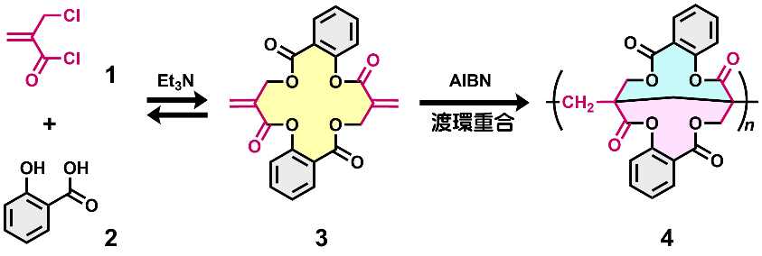 アリル位機能化メタクリルモノマーの合成と渡環重合のスキーム